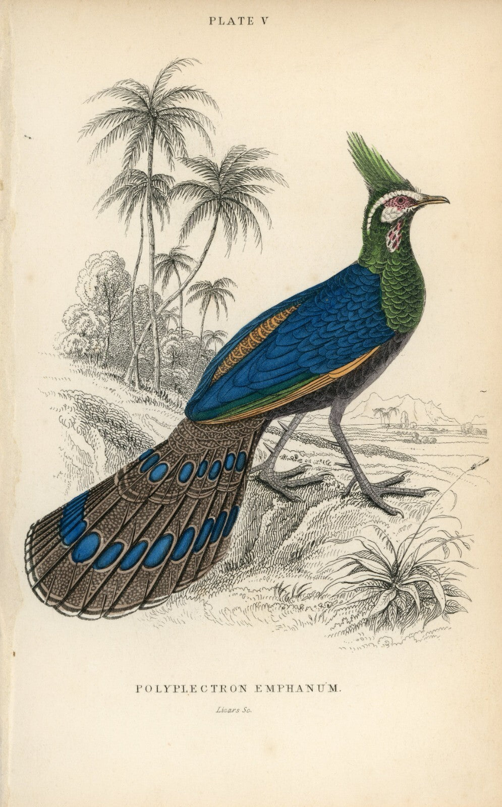 1834 The Crested Polyplectron Hand-Colored Steel Engraving Jardine Lizars