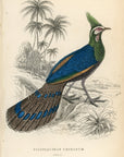 1834 The Crested Polyplectron Hand-Colored Steel Engraving Jardine Lizars