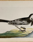 1789 White Wagtail Shaw & Nodder Hand Colored Copper Engraving