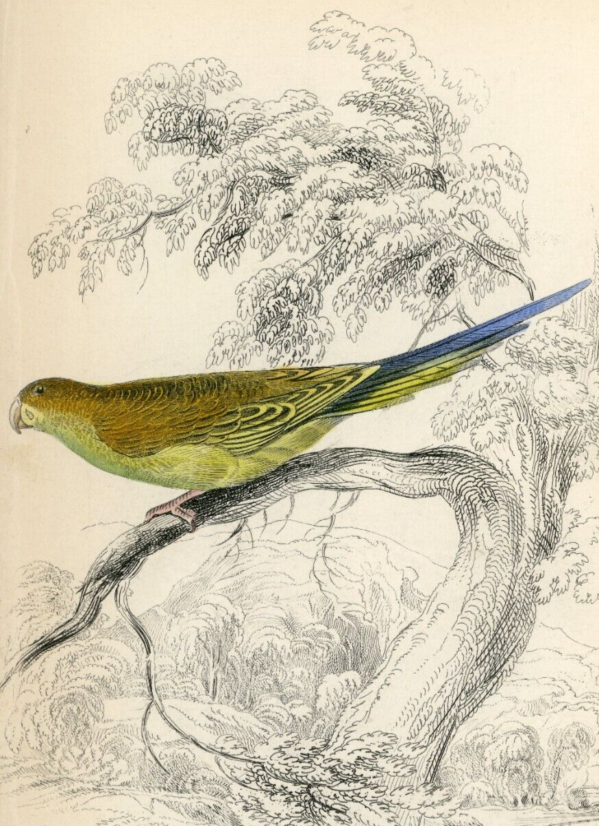 1836 Undulated Nanodes Hand-Colored Steel Engraving Jardine Lizars - Parrots