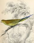1836 Undulated Nanodes Hand-Colored Steel Engraving Jardine Lizars - Parrots