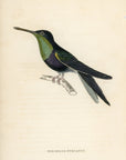 1833 Violet Fork-Tailed Hummingbird Hand-Colored Steel Engraving Jardine Lizars