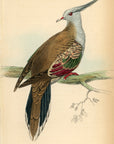 1835 Crested Turtle Pigeon Hand-Colored Engraving Jardine Lizars - Pigeons