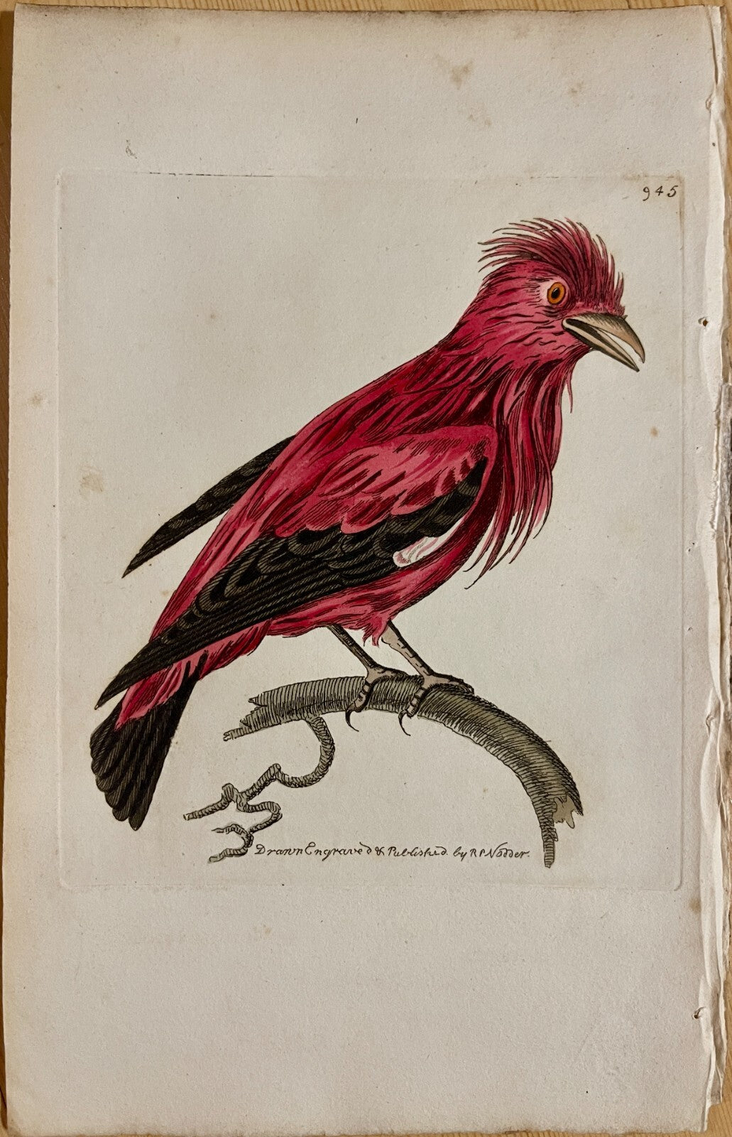 1789 Crimson Chatterer Shaw & Nodder Hand Colored Copperplate Engraving