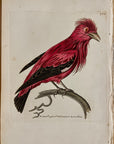1789 Crimson Chatterer Shaw & Nodder Hand Colored Copperplate Engraving