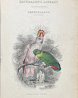 1834 Crested Cockatoo & Love Bird HC Frontispiece Jardine Lizars Vol. VI