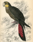 1836 Stellated Geringore Hand-Colored Engraving Jardine Lizars - Parrots