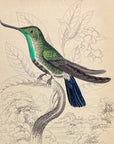 1833 Avocet Billed Hummingbird Hand-Colored Steel Engraving Jardine Lizars Pl. 2