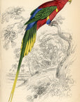 1836 Papuan Lory Hand-Colored Engraving Jardine Lizars - Parrots