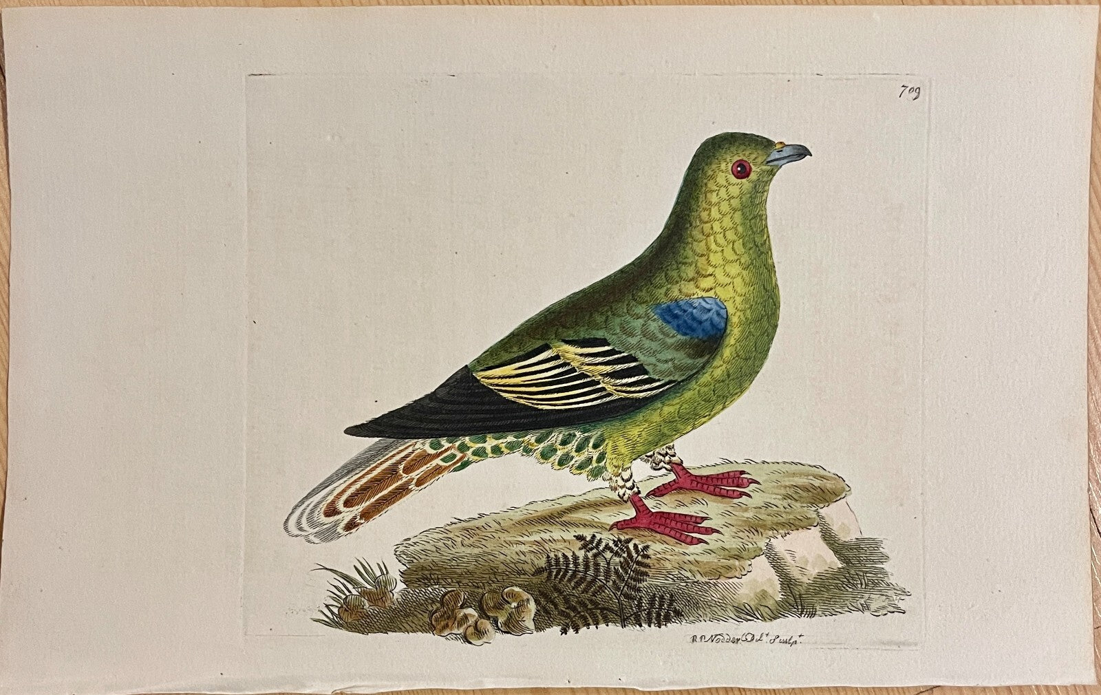 1789 Madagascar Pigeon Shaw & Nodder Hand Colored Copperplate Engraving