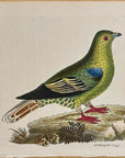 1789 Madagascar Pigeon Shaw & Nodder Hand Colored Copperplate Engraving