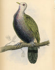1835 Magnificent Fruit Pigeon Hand-Colored Engraving Jardine Lizars - Pigeons