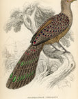 1834 The Thibetian Polyplectron Hand-Colored Steel Engraving Jardine Lizars