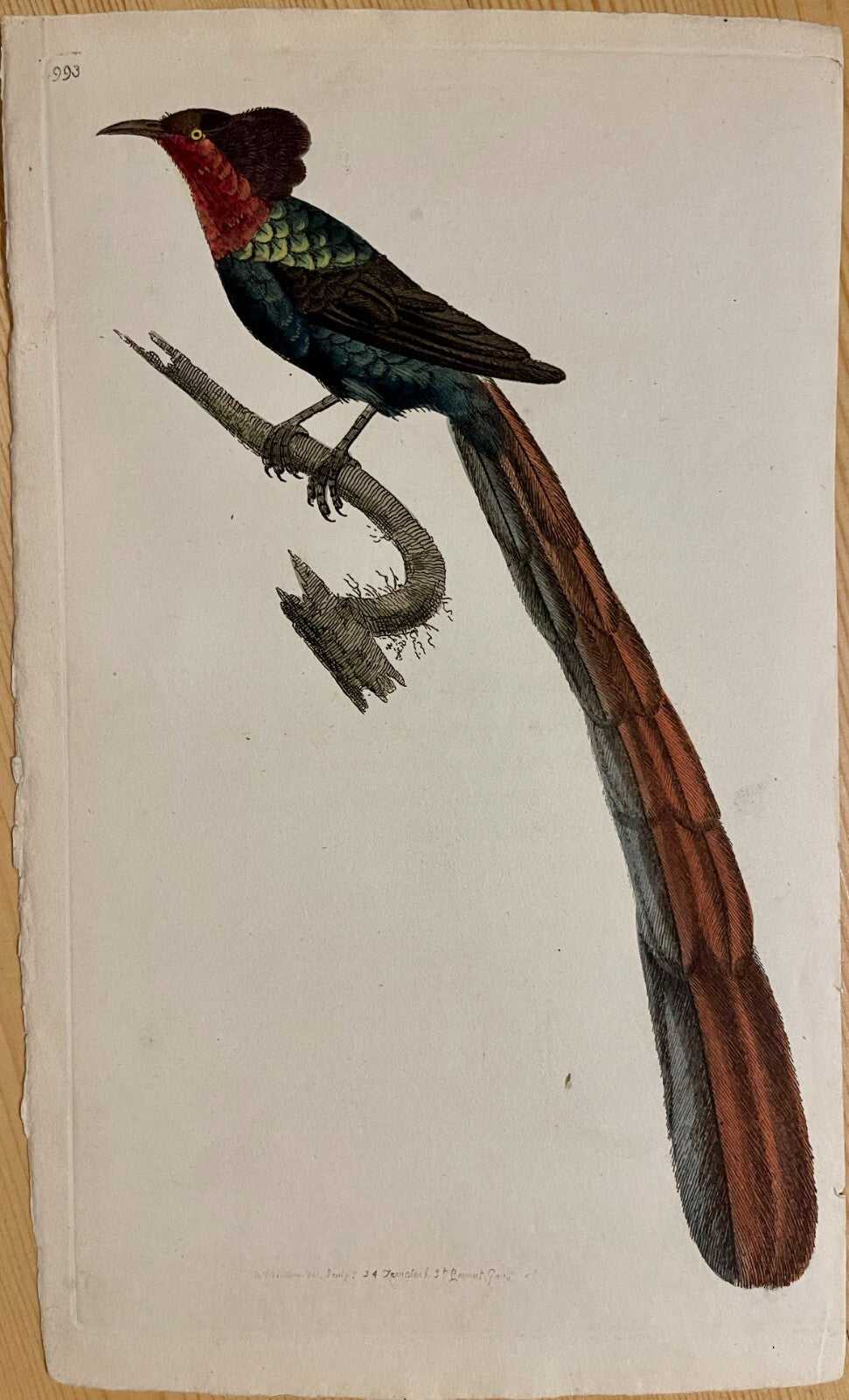 1789 Gorget Paradise Bird Shaw & Nodder Hand Colored Copperplate Engraving