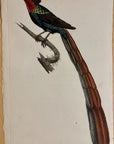 1789 Gorget Paradise Bird Shaw & Nodder Hand Colored Copperplate Engraving
