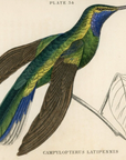 1833 Blue-Throared Sabre-Wing Hummingbird Hand-Colored Engraving Jardine Lizars