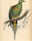 1835 Sharp-Tailed Vinago Hand-Colored Steel Engraving Jardine Lizars - Pigeons