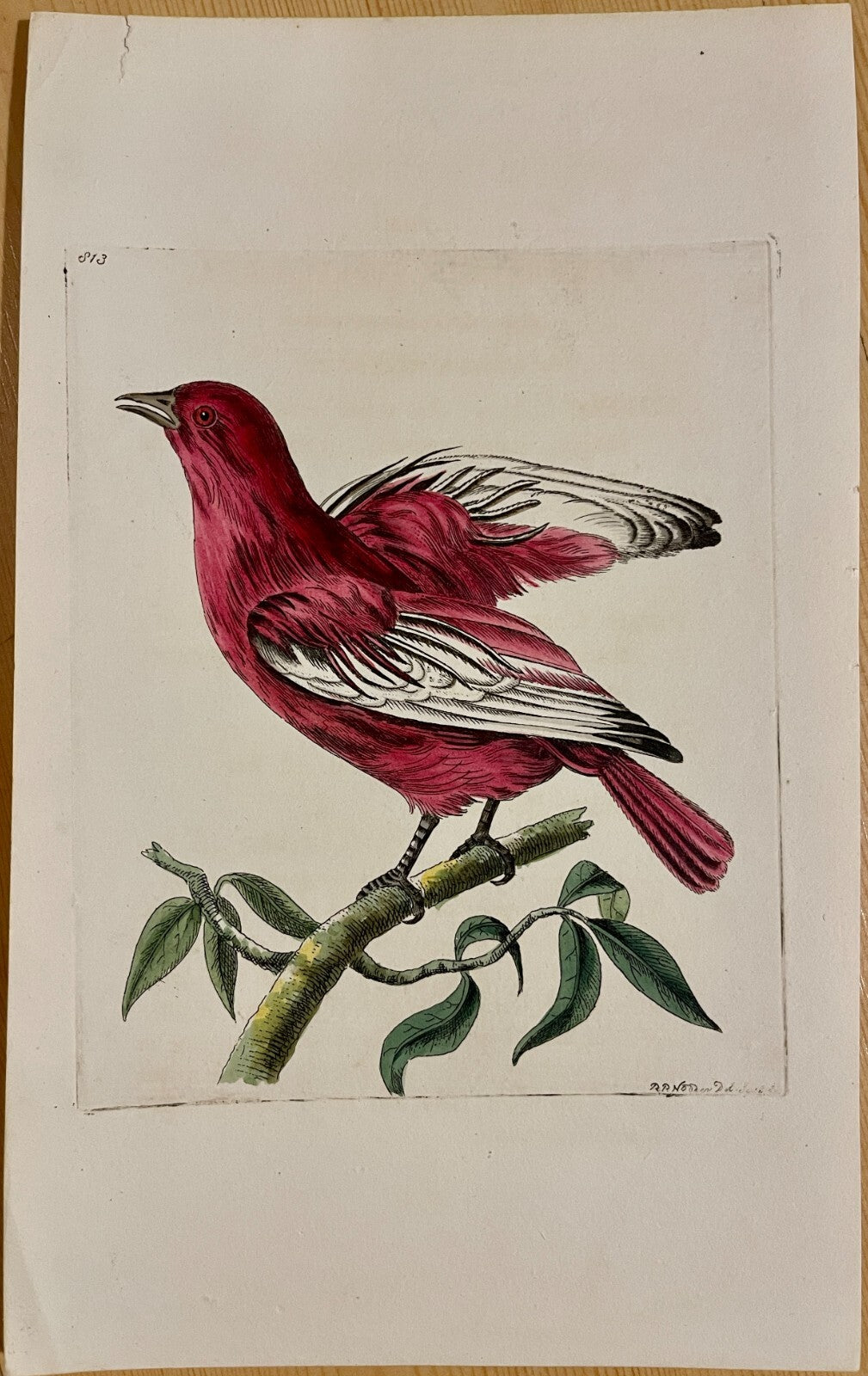 1789 Pompadour Chatterer Shaw & Nodder Hand Colored Copperplate Engraving