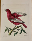 1789 Pompadour Chatterer Shaw & Nodder Hand Colored Copperplate Engraving