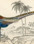 1834 Diard's Pheasant (Male) Hand-Colored Steel Engraving Jardine Lizars
