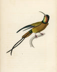 1833 Topaz-Throated Hummingbird Hand-Colored Engraving Jardine Lizars