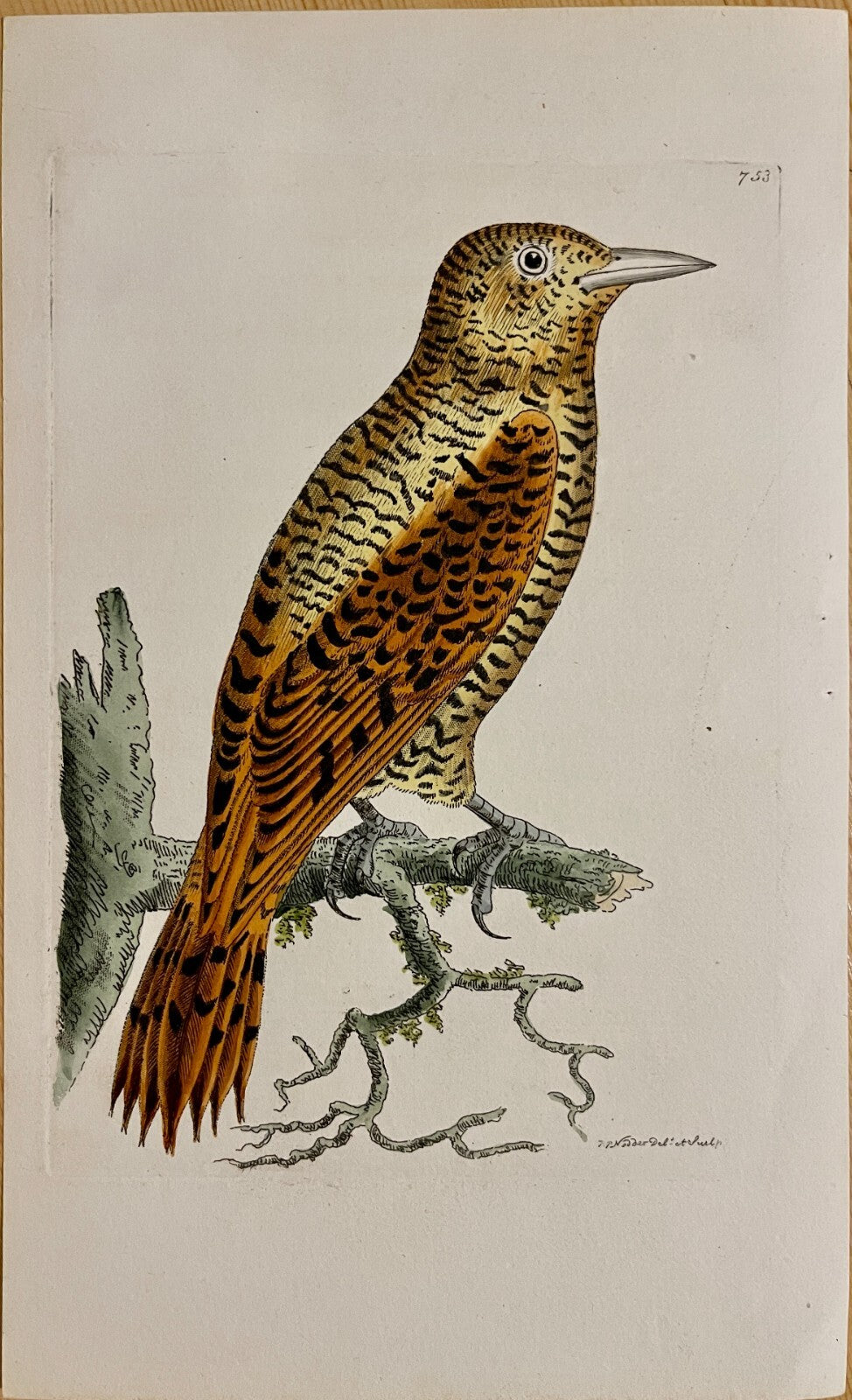 1789 Rufous Woodpecker Shaw & Nodder Hand Colored Copperplate Engraving