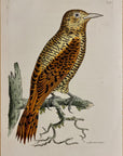 1789 Rufous Woodpecker Shaw & Nodder Hand Colored Copperplate Engraving