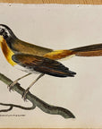 1789 Rufous-Breasted Warbler Shaw & Nodder Hand Colored Copperplate Engraving