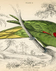 1836 Noble Parrot-Maccaw Hand-Colored Engraving Jardine Lizars - Parrots