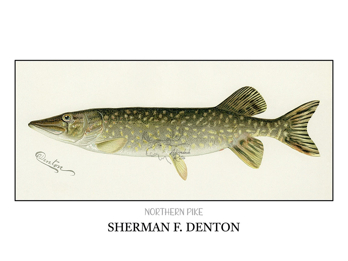 a drawing of a fish on a white background