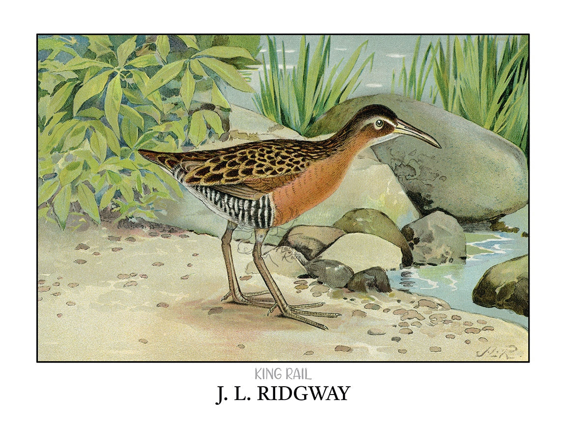 a bird standing on top of a sandy beach
