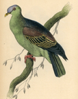 1835 Aromatic Vinago Hand-Colored Steel Engraving Jardine Lizars - Pigeons