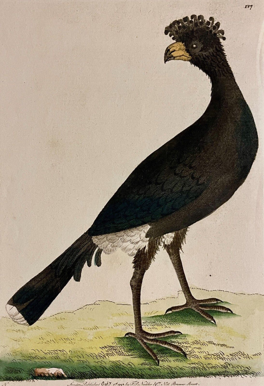 1789 Common Curassow Shaw & Nodder Hand Colored Copperplate Engraving