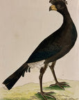 1789 Common Curassow Shaw & Nodder Hand Colored Copperplate Engraving
