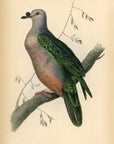 1835 Oceanic Fruit Pigeon Hand-Colored Engraving Jardine Lizars - Pigeons