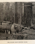1893 The Fallen Giant (Massive Tree) Antique Magazine Wood Engraving