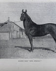 1892 Hackney Mare, Leona Fireaway Antique Wood Engraving