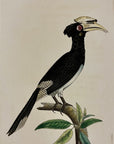 1789 White-Beaked Hornbill Shaw & Nodder Hand Colored Copperplate Engraving