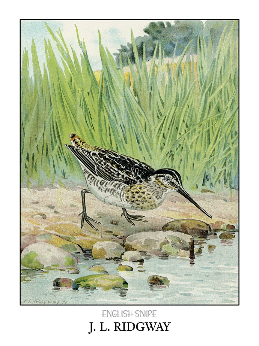 a drawing of a bird standing on a rock in the water