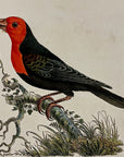 1789 Abyssinian Plant-Cutter Shaw & Nodder Hand Colored Copperplate Engraving