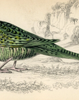1836 Ground Parrot Hand-Colored Steel Engraving Jardine Lizars - Parrots