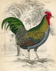 1834 The Fork-Tailed Cock Hand-Colored Steel Engraving Jardine Lizars