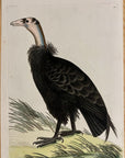 1789 Californian Vulture Shaw & Nodder Hand Colored Copper Engraving