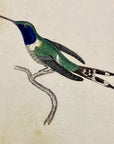 1833 Dupont's Hummingbird Hand-Colored Steel Engraving Jardine Lizars Plate 26