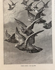 1892 Carrier Pigeons Antique Magazine Wood Engraving