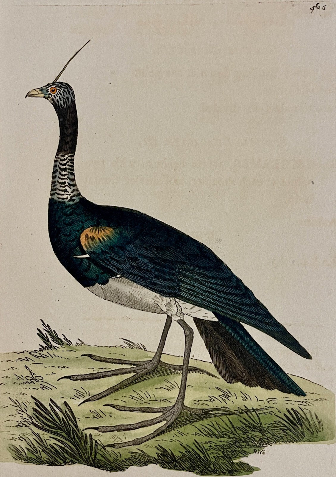 1789 Horned Screamer Shaw & Nodder Hand Colored Copperplate Engraving