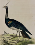 1789 Horned Screamer Shaw & Nodder Hand Colored Copperplate Engraving