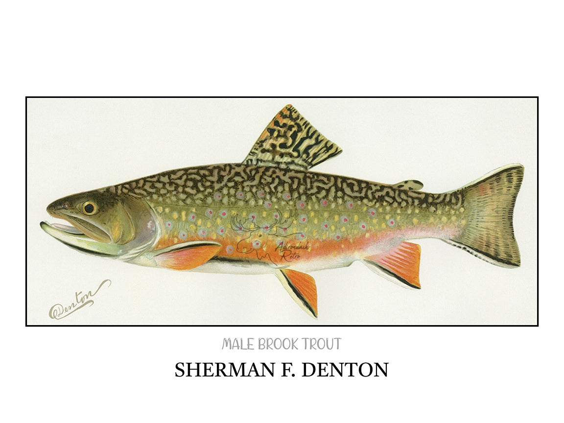 a drawing of a fish with spots on it