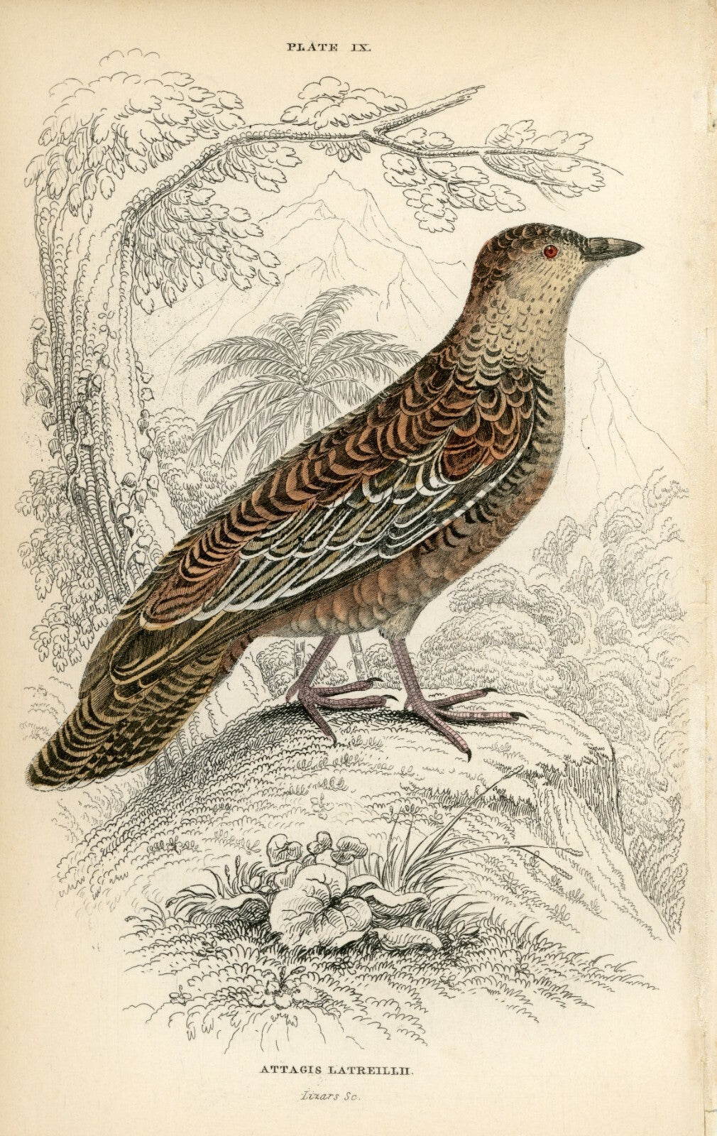 1834 Roufus-Bellied Seedsnipe Hand-Colored Engraving Jardine Lizars - Game Birds