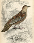 1834 Roufus-Bellied Seedsnipe Hand-Colored Engraving Jardine Lizars - Game Birds
